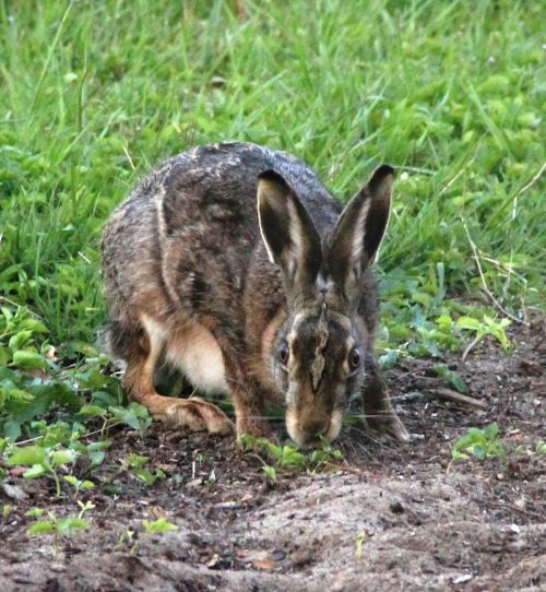Haas_voor_deGroteBik_20150502_FotoRFK-dGB