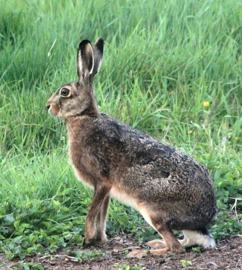 Haas_linkerzijdeGroteBik_20150502_FotoRFK-dGB
