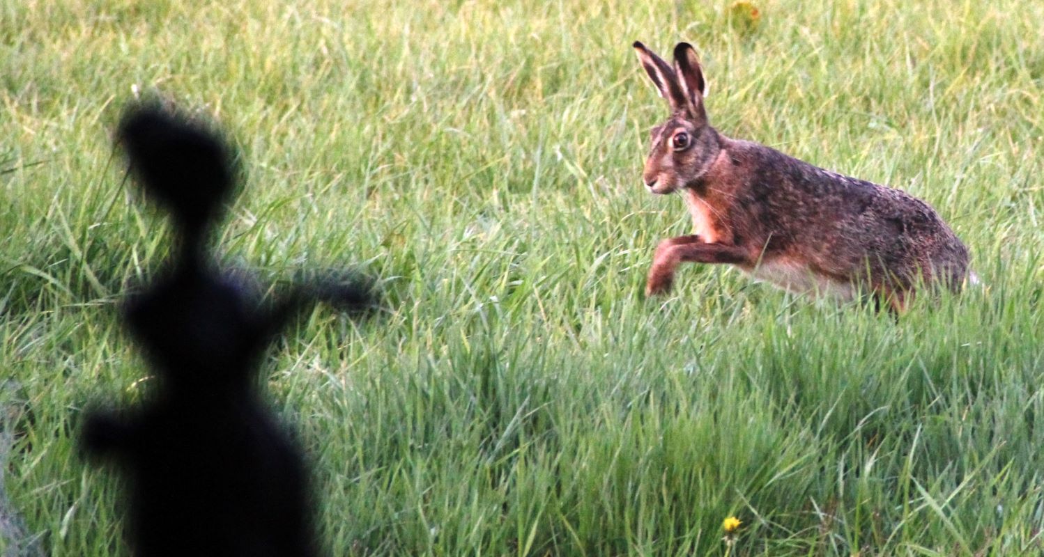 Haas_sprong_20150502_deGroteBik_FotoRFK-dGB