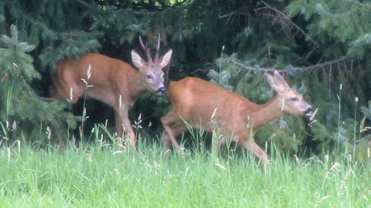 Ree op de Grote Bik RFK 2