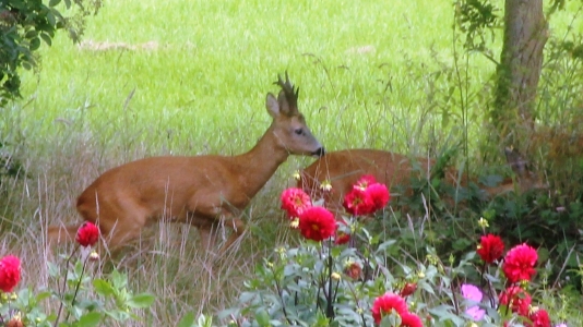 Ree op de Grote Bik RFK 1