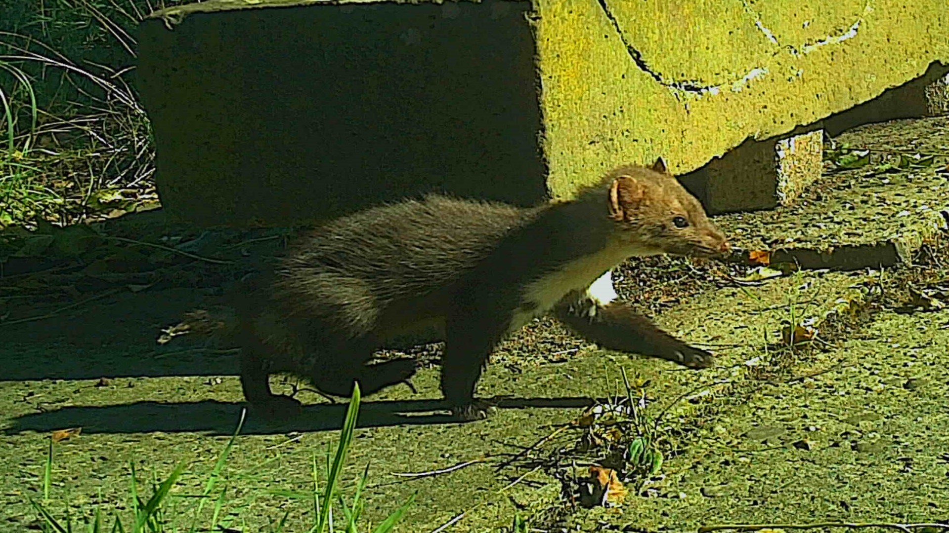 Steenmarter op de Grote bik 2024 (wildcamera)